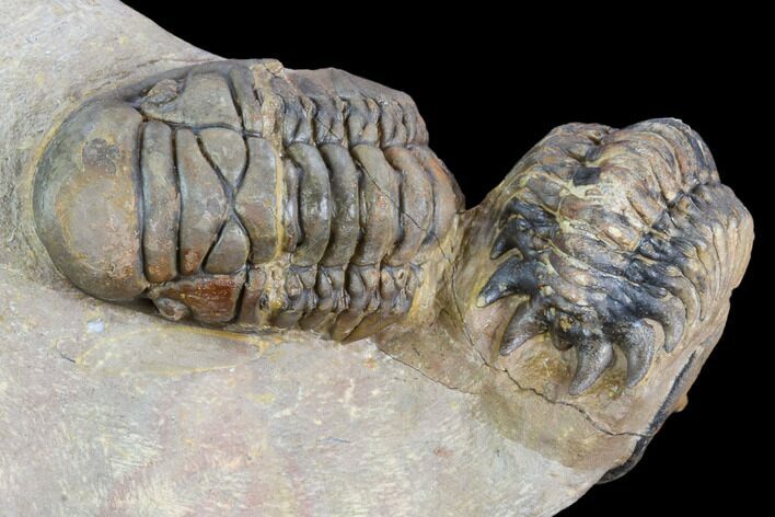 Two Associated Crotalocephalina Trilobites - Foum Zguid, Morocco #125472